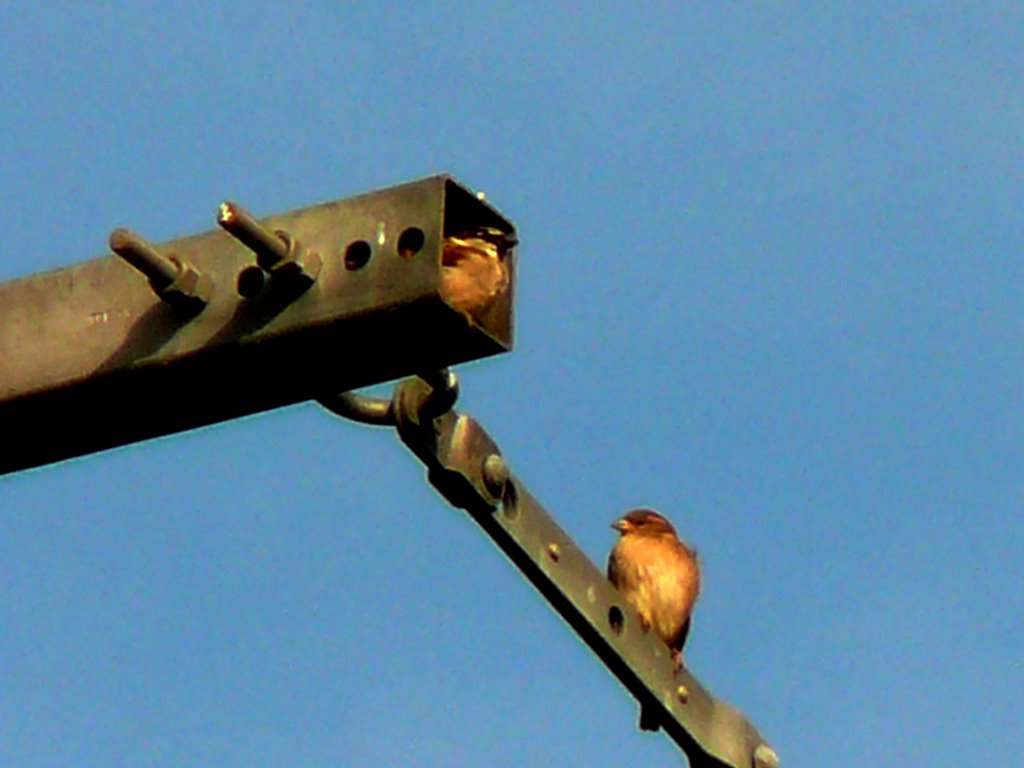 2012 02 Ornitho à St Hubert 16